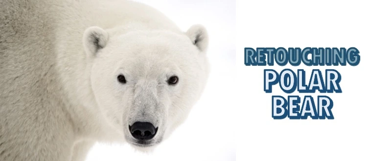 Retouching Polar Bear Images: Mastering Exposure & Snow Tones